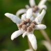 Leontopodium alpinum 'Mignon' -- Kleines Edelweiß